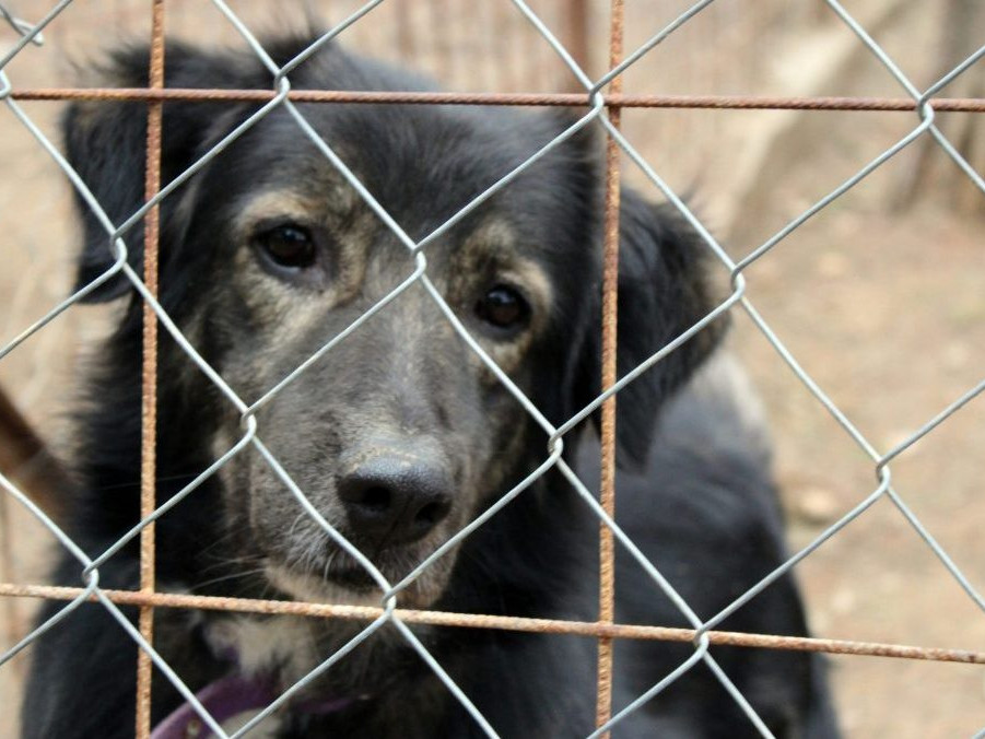 Na snímke pes.