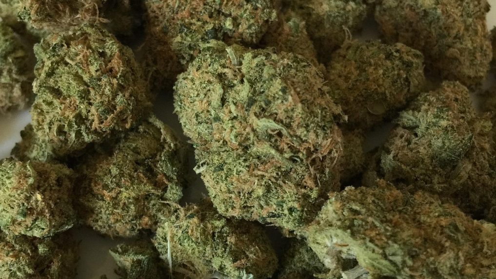 sušená marihuana