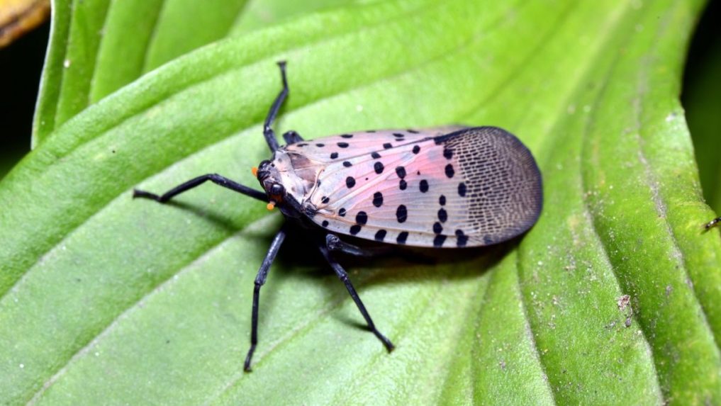 Lycorma delicatula pochádza z Ázie.