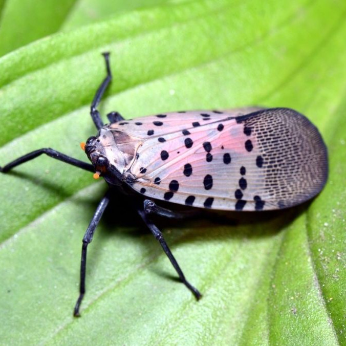 Lycorma delicatula pochádza z Ázie.