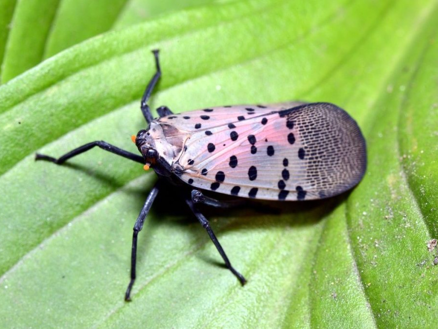 Lycorma delicatula pochádza z Ázie.
