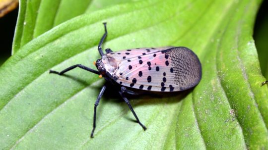 Lycorma delicatula pochádza z Ázie.