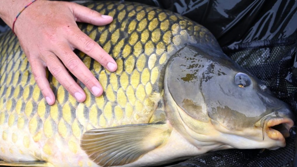 Vlani ulovený kapor, ktorý vážil necelých 16 kilogramov.