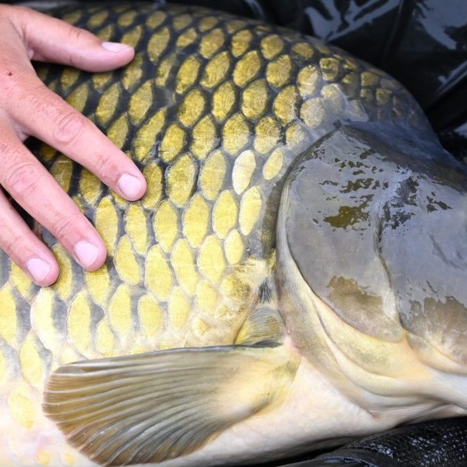 Vlani ulovený kapor, ktorý vážil necelých 16 kilogramov.