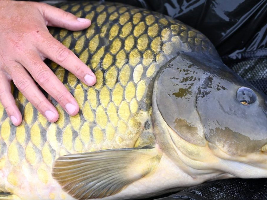 Vlani ulovený kapor, ktorý vážil necelých 16 kilogramov.