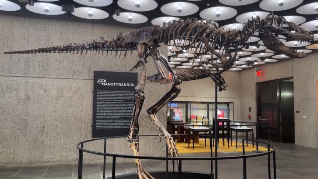 Na snímke kostra dinosaura.