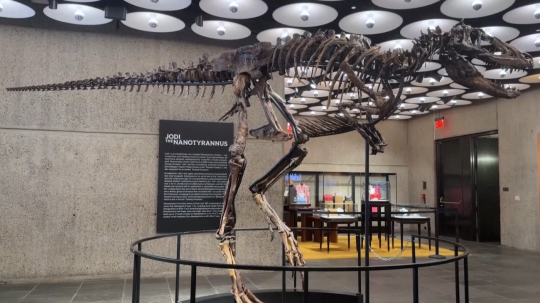 Na snímke kostra dinosaura.