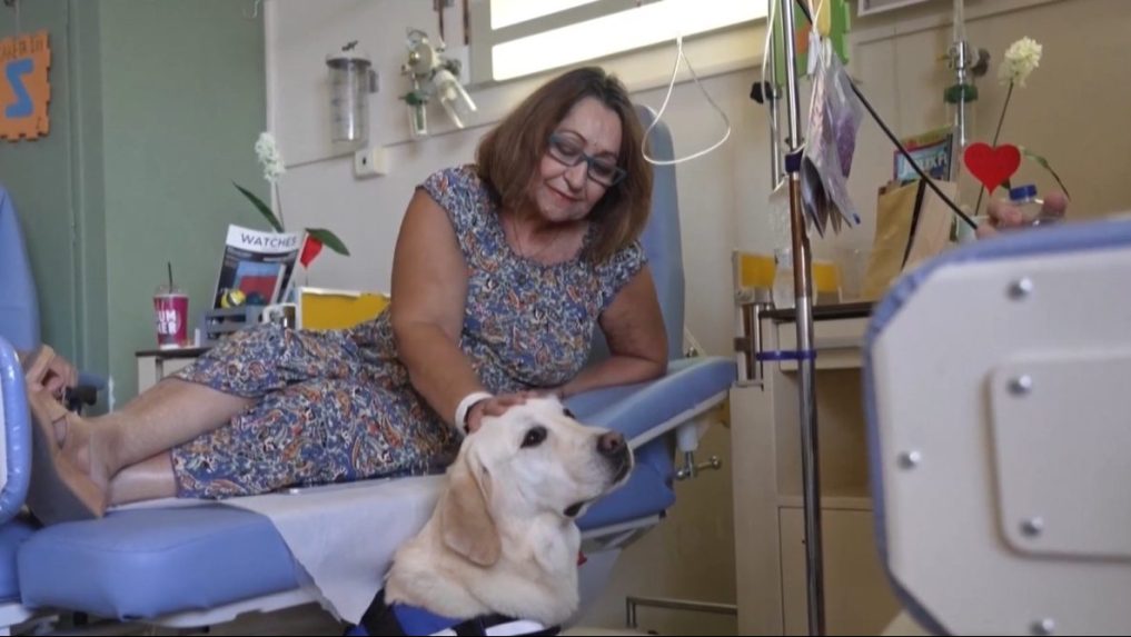 
 Na snímke onkologická pacientka hladí labradora Dylana.		