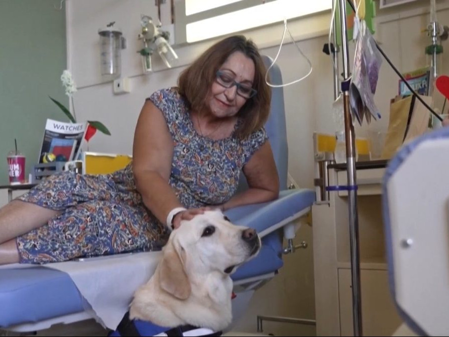 Na snímke onkologická pacientka hladí labradora Dylana.