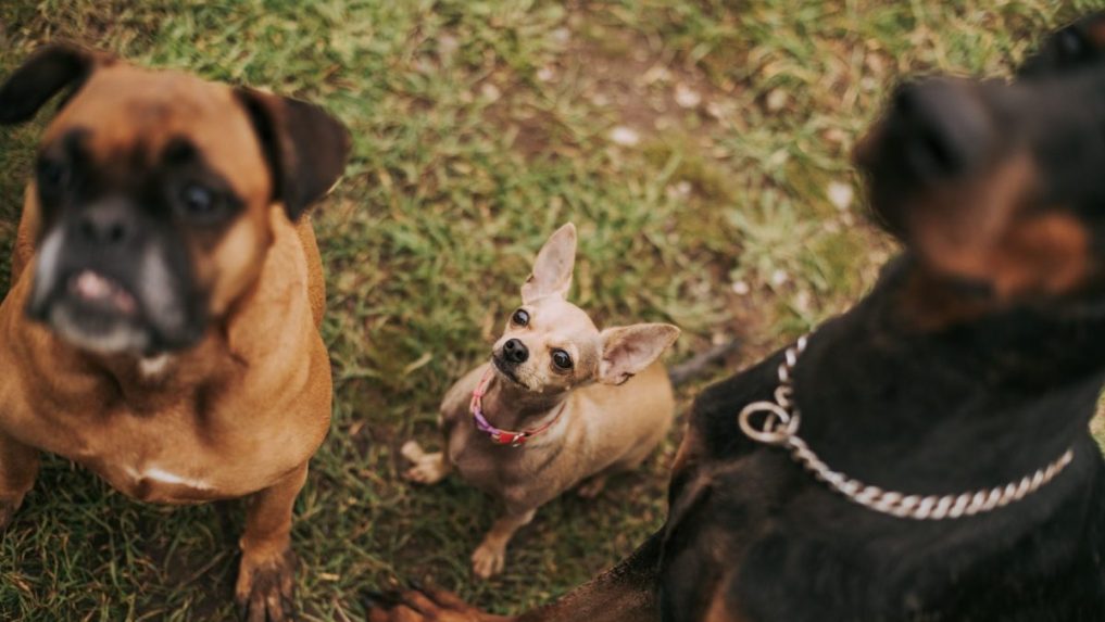 
 Na ilustračnej snímke čivava, doberman a buldog.		