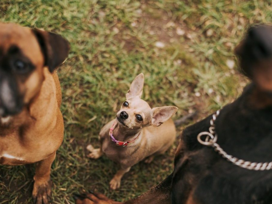 Na ilustračnej snímke čivava, doberman a buldog.